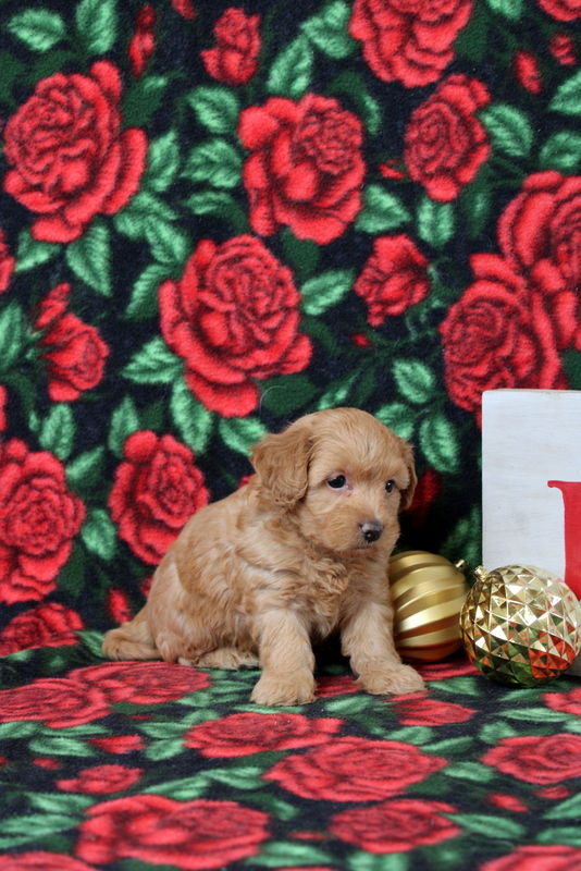 puppy, for, sale, Morkie-Poo, Matthew B. Stoltzfus, dog, breeder, Gap, PA, dog-breeder, puppy-for-sale, forsale, nearby, find, puppyfind, locator, puppylocator, aca